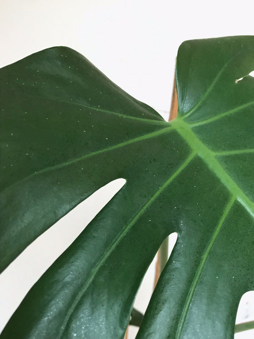 Thripse auf der Monstera: gelbe Würmchen auf einem Blatt