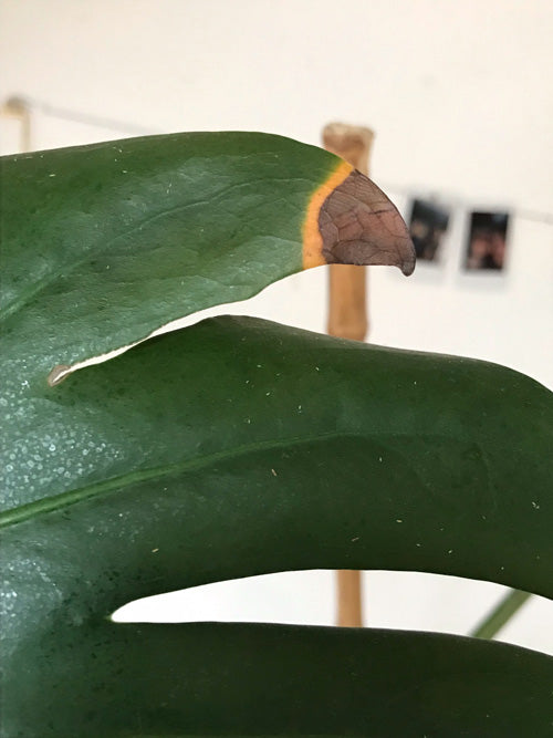 Blatt einer Monstera mit braunem, gelb umrandetem Stressfleck am Blattrand und gelben Würmchen überall auf dem Blatt