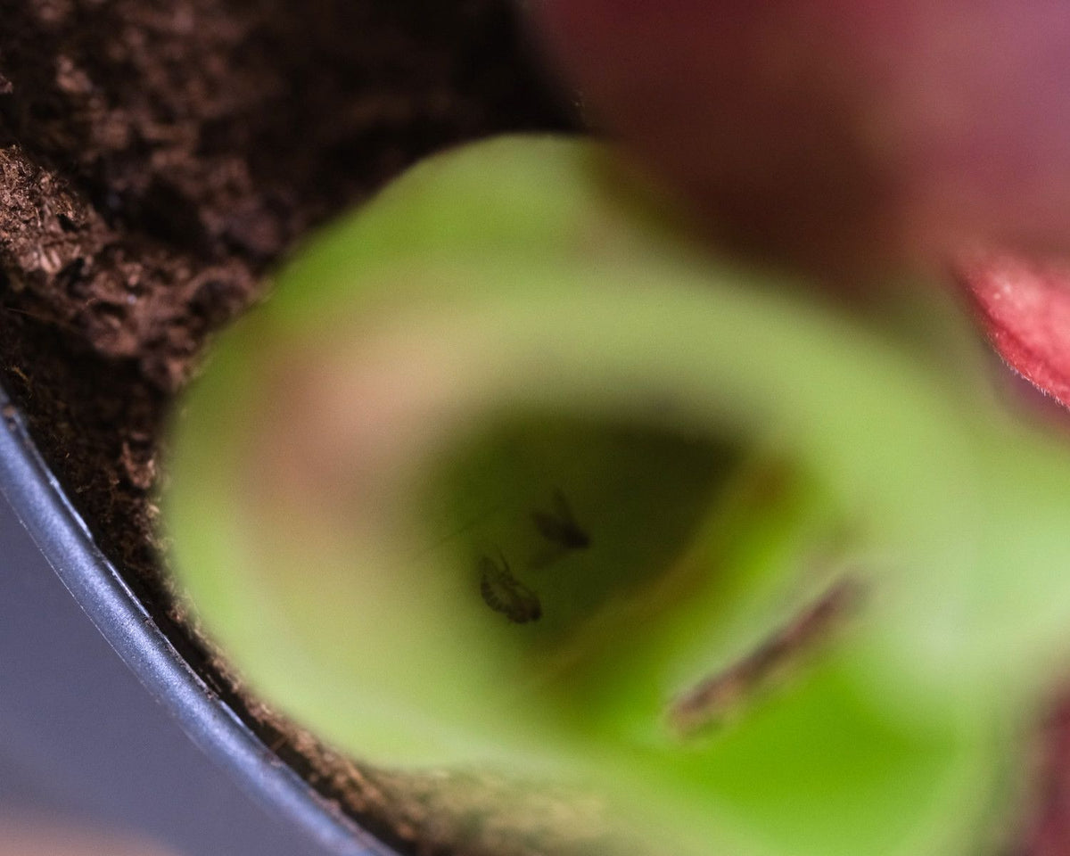 Zwei Mücken am Boden des grünen Schlauchs einer Sarracenia