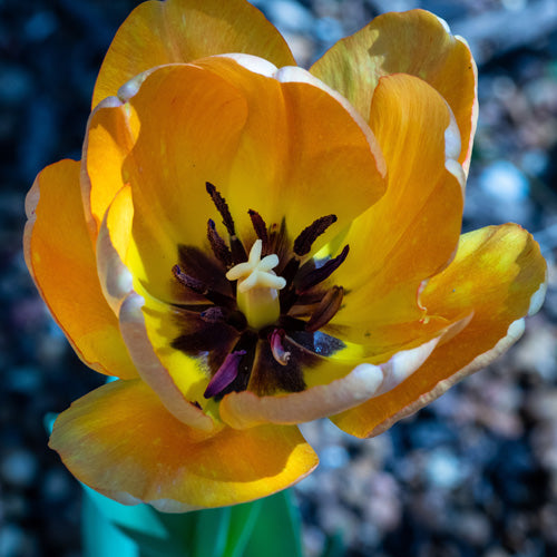 Dreigeteilte Narbe inmitten violetter Staubblätter in einer gelben Tulpenblüte