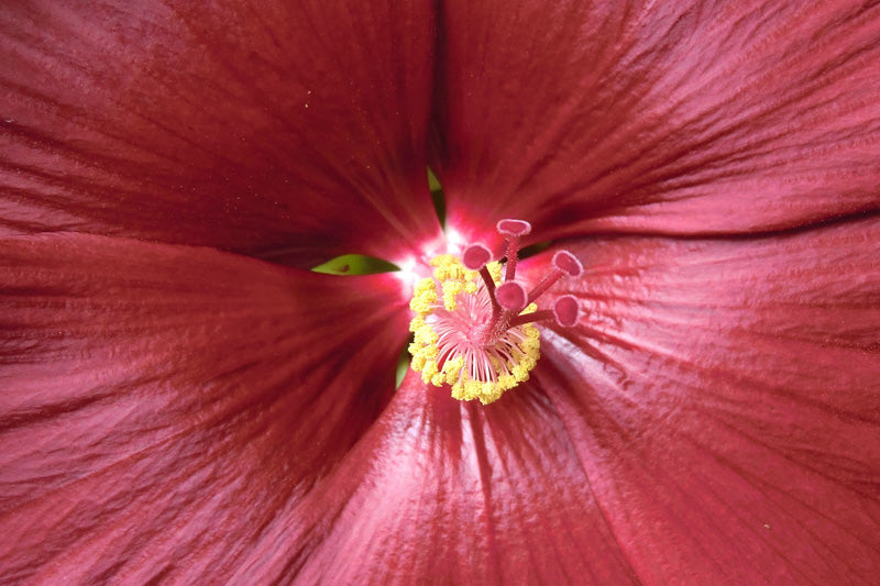 Rote Narben inmitten einer roten Hibiskus-Blüte