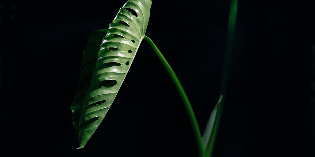 Neues Blatt einer Monstera, das sich am Ausrollen ist, vor schwarzem Hintergrund