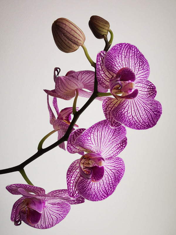 Orchidee mit lila Blättern