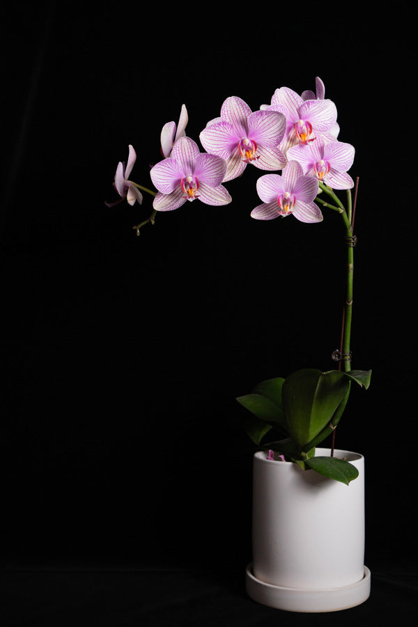 Phalaenopsis mit geradem, grünem Trieb und quer wachsenden, leicht pinken Blüten in weissem Töpfchen