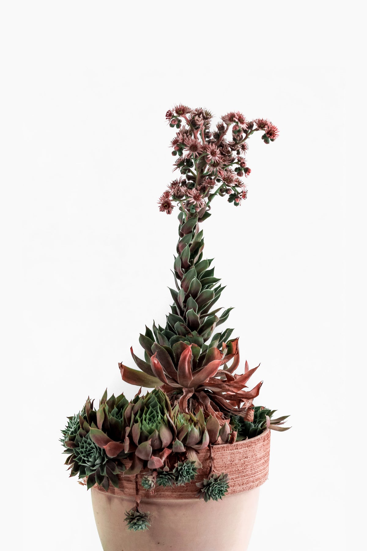 Sempervivum oder Hauswurz