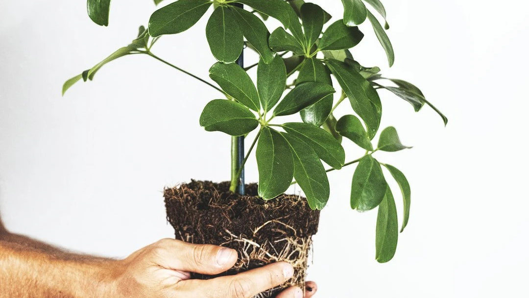 Schefflera ohne Topf, von zwei Männerhänden gehalten