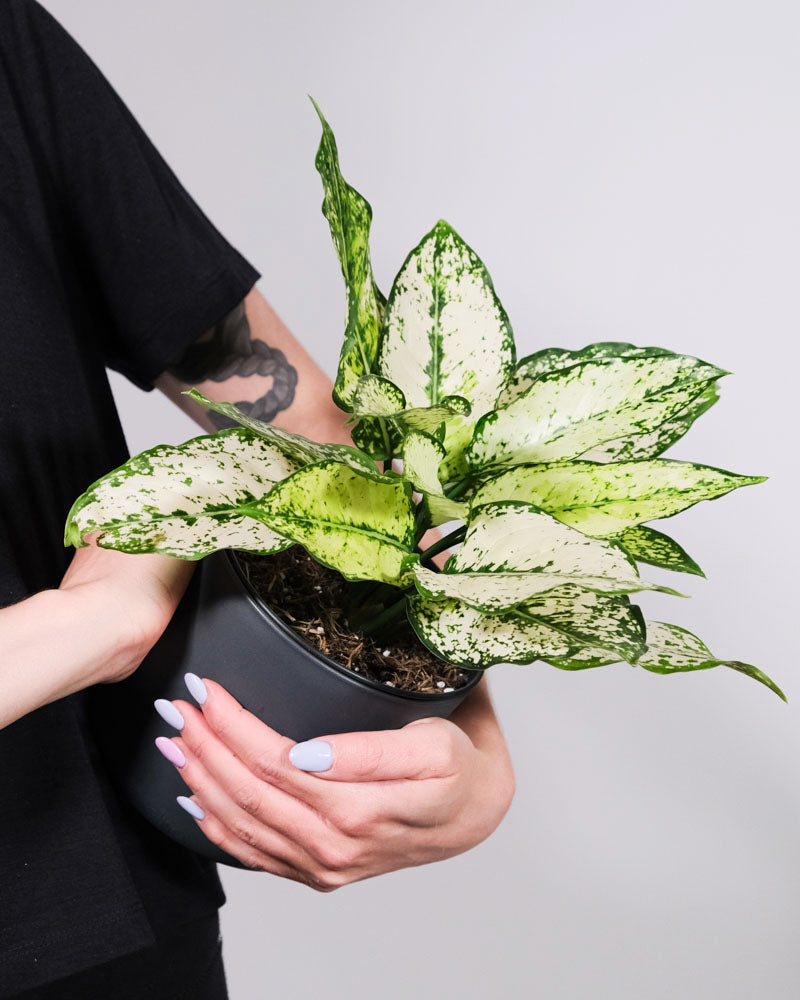 Aglaonema Kiwi in anthrazitfarbenem Topf