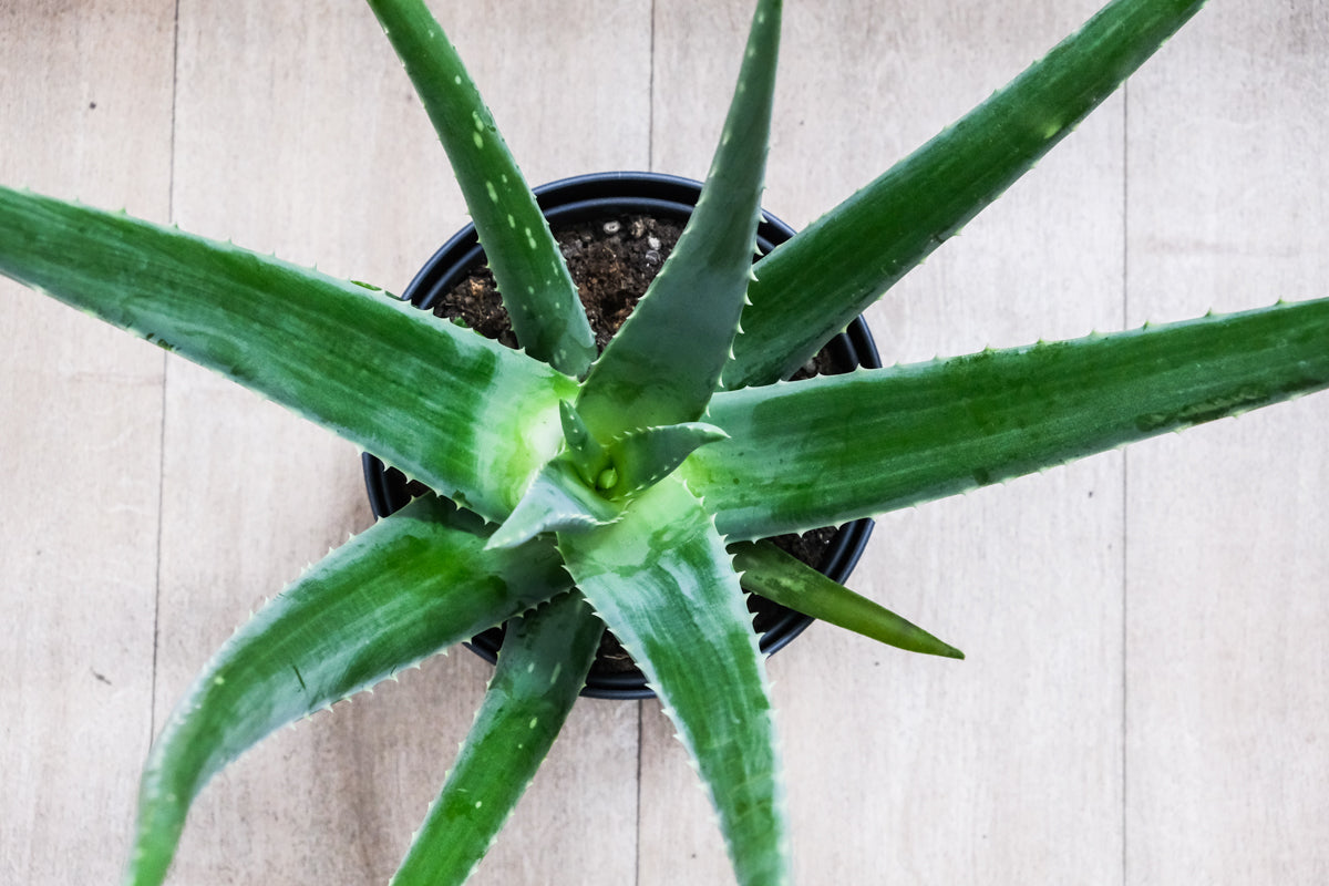 Eine Aloe vera von oben