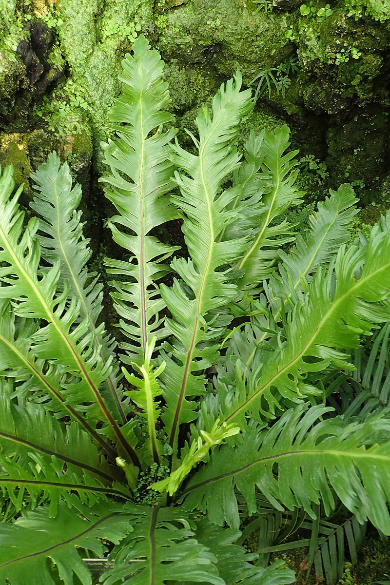 Asplenium nidus 'Fimbriatum', ein buschiger Farn in freier Wildbahn