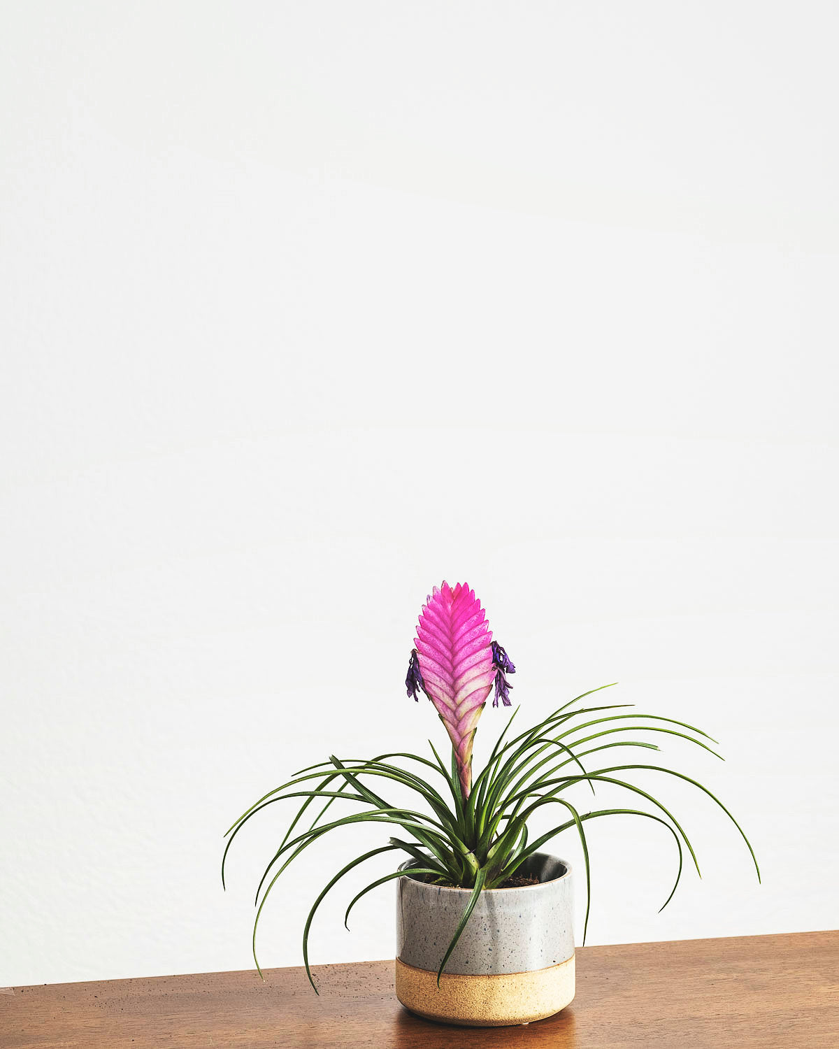 Tillandsia lindenii mit Blüte