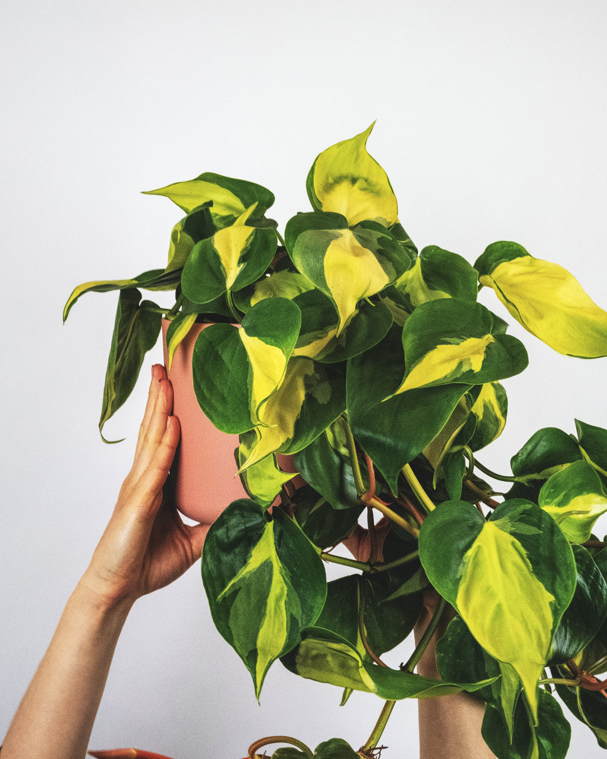 Philodendron scandens in rosa Topf, gehalten von zwei Händen