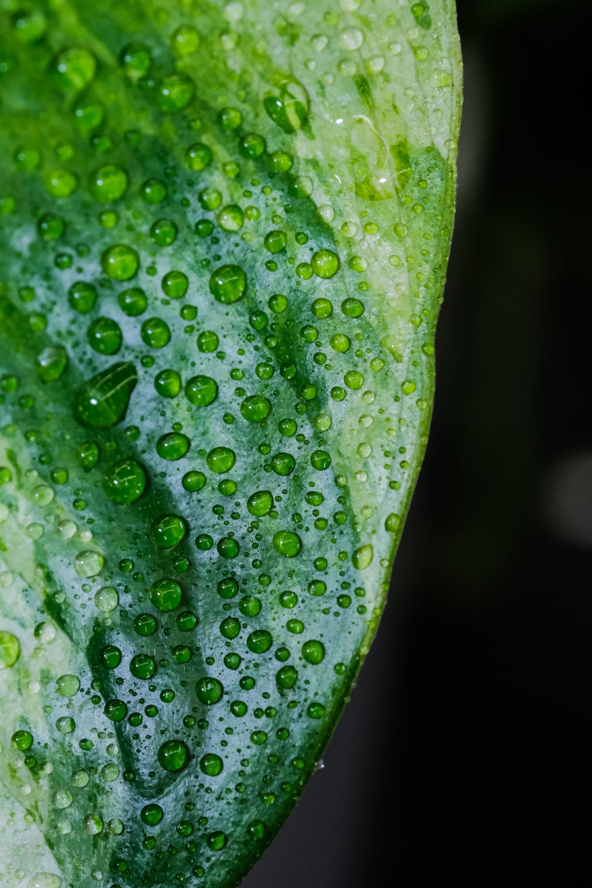 Wassertropfen auf einer Efeutute