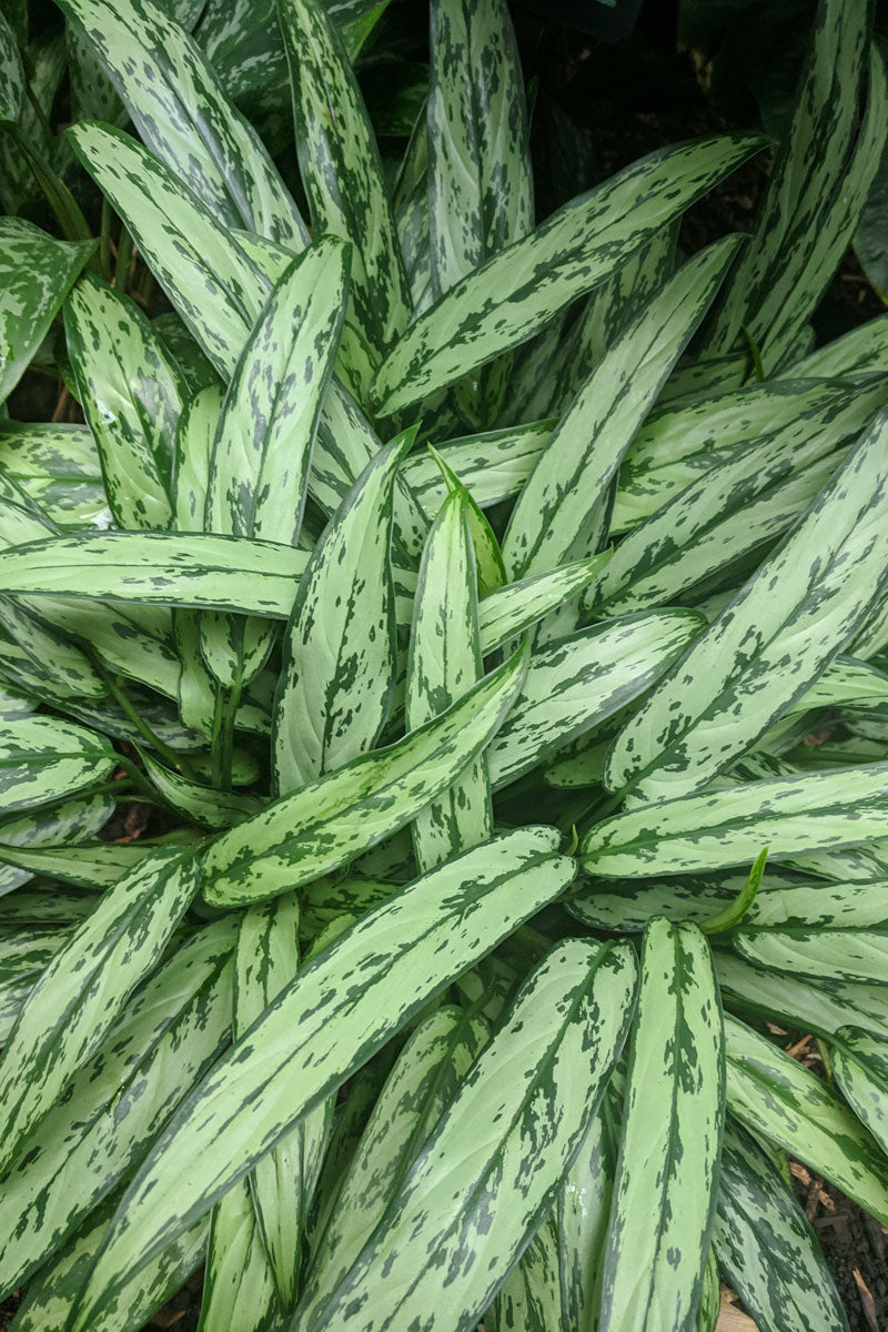 Aglaonema modestum variegatum