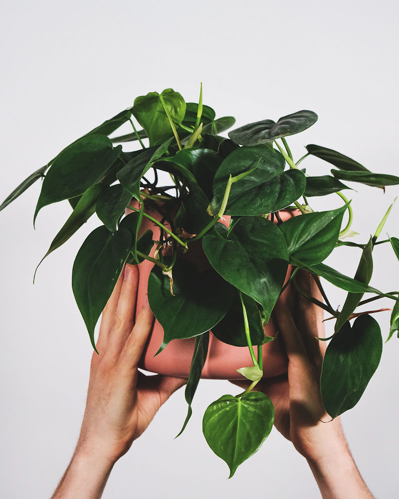 Ein grünblättriger Philodendron scandens in einem pinken Topf, hochgehoben von zwei Händen