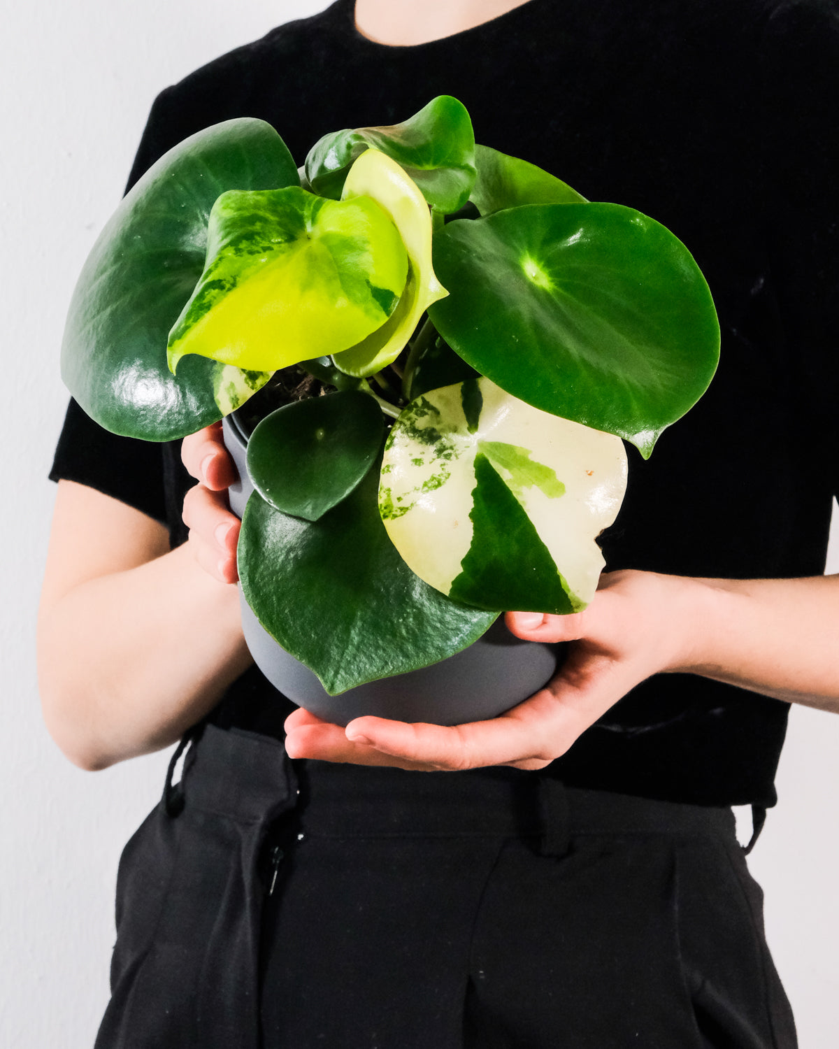 Peperomia 'Raindrop' variegata mit grün-weißen Blättern