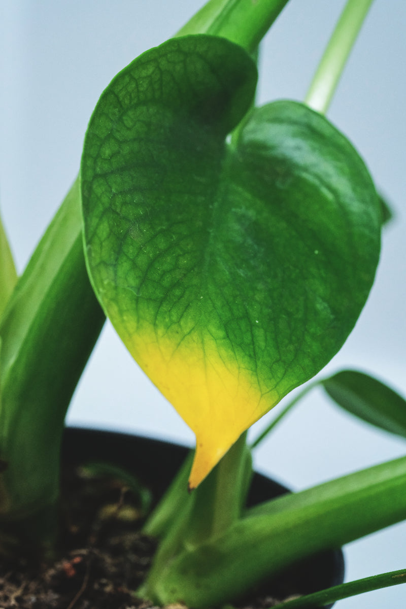 Blatt einer Monstera, von der Spitze bis zur Mitte gelb verfärbt