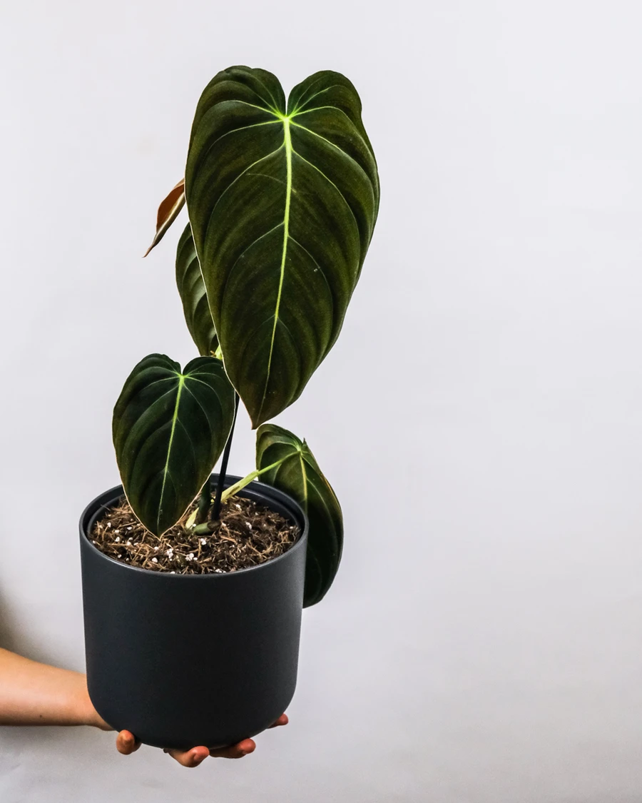 Philodendron melanochrysum mit grossen, samtigen Blättern