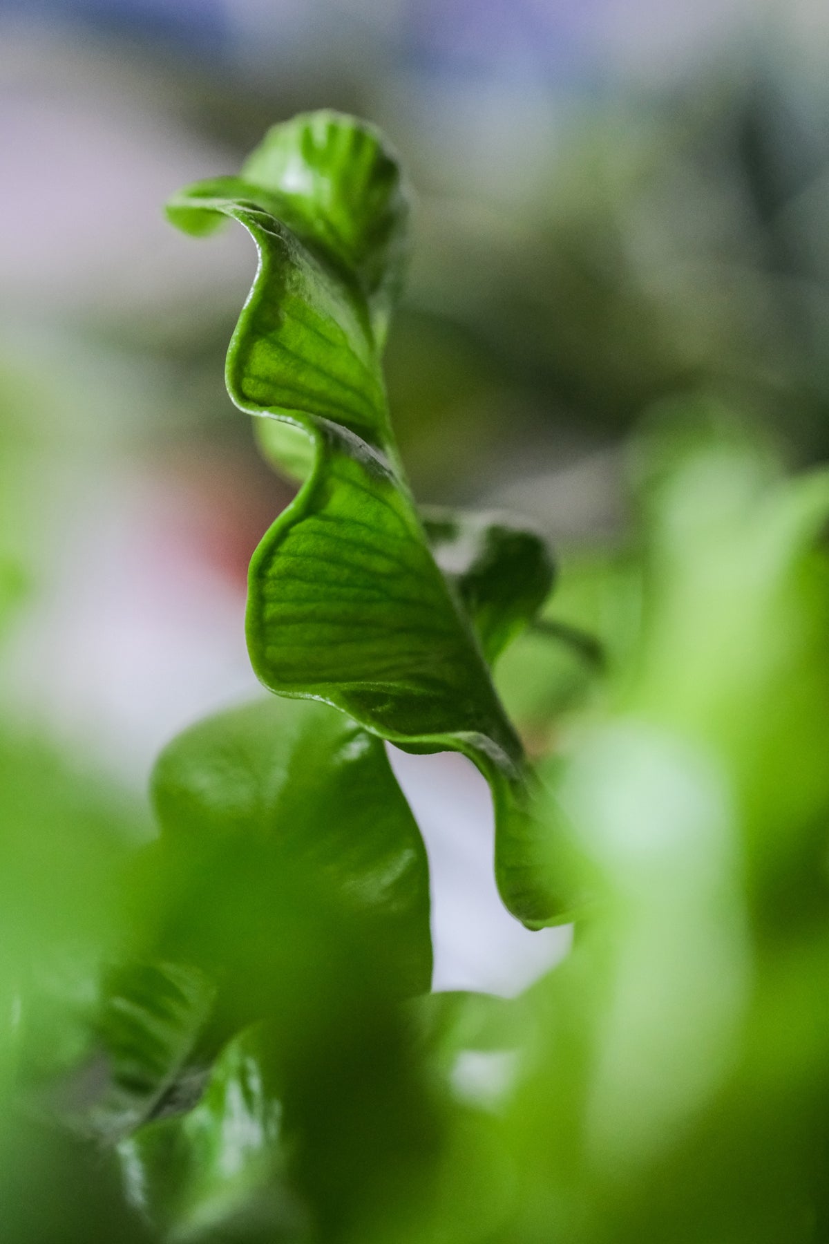 Asplenium nidus ‘Crispy Wave' mit deutlichen Blattadern und gewellter Struktur