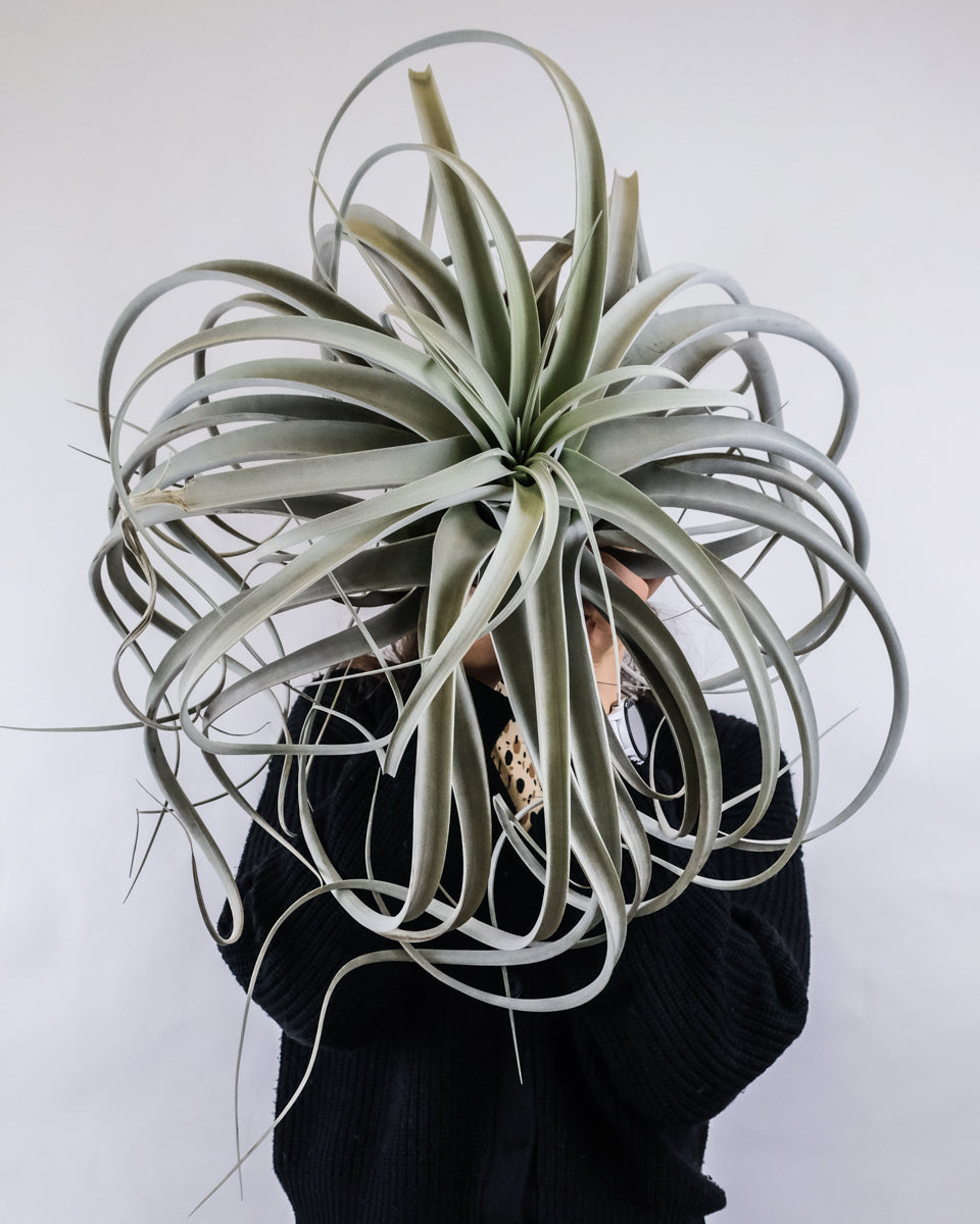 Tillandsia xerographica, von einer Frau in Schwarz vor ihren Kopf gehalten