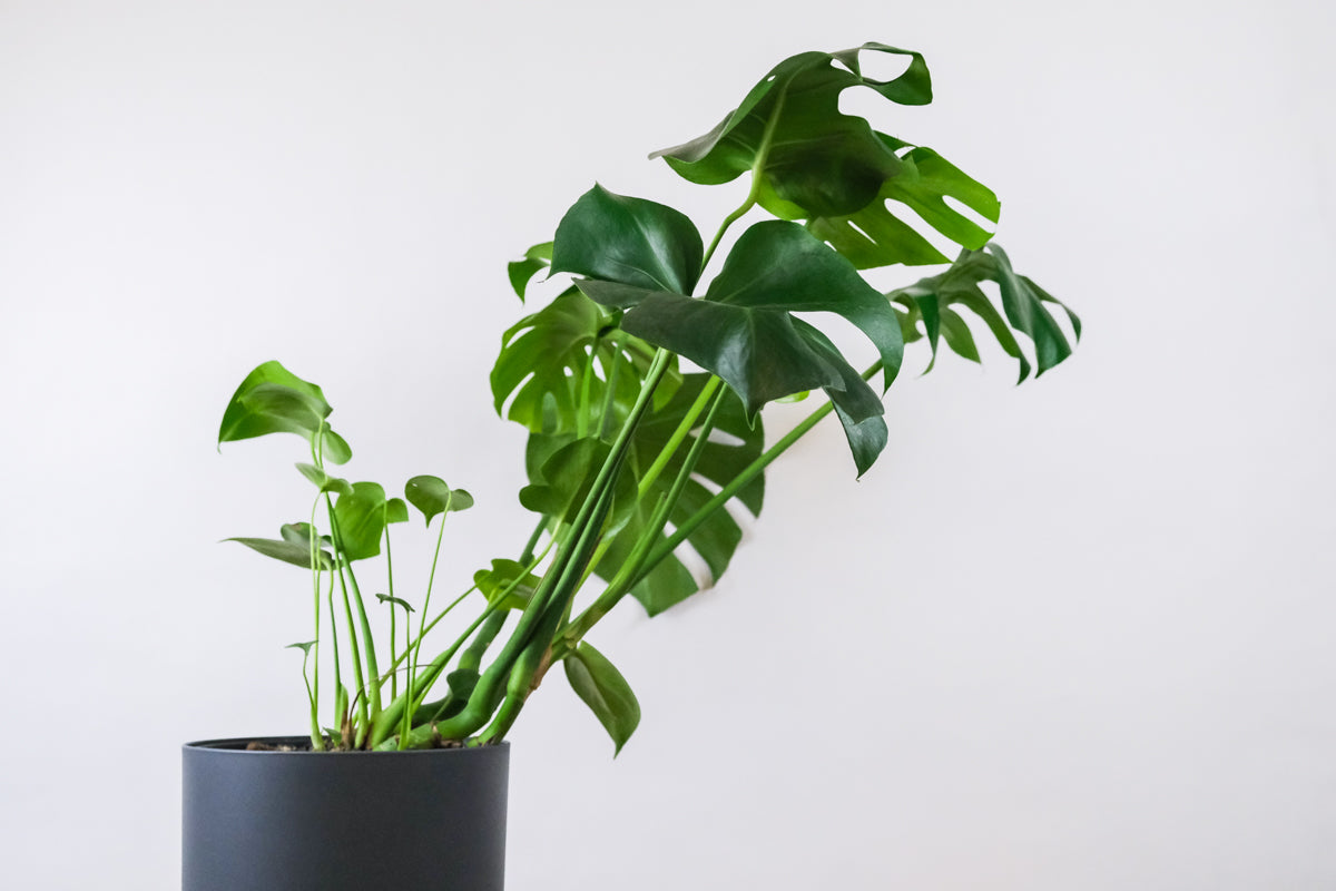 schräg wachsende Monstera in grauem Topf