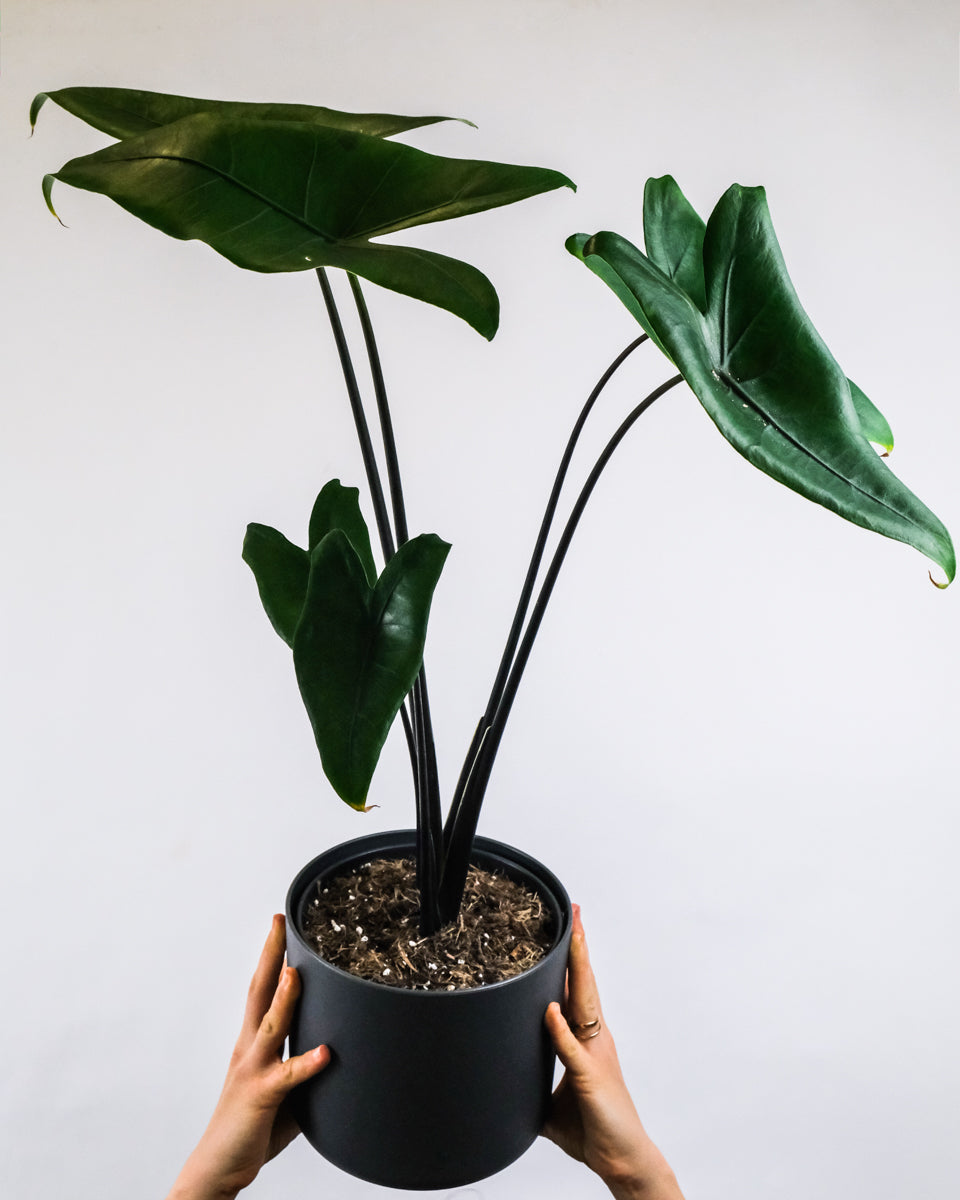 Alocasia zebrina 'black' in anthrazitfarbenem Übertopf