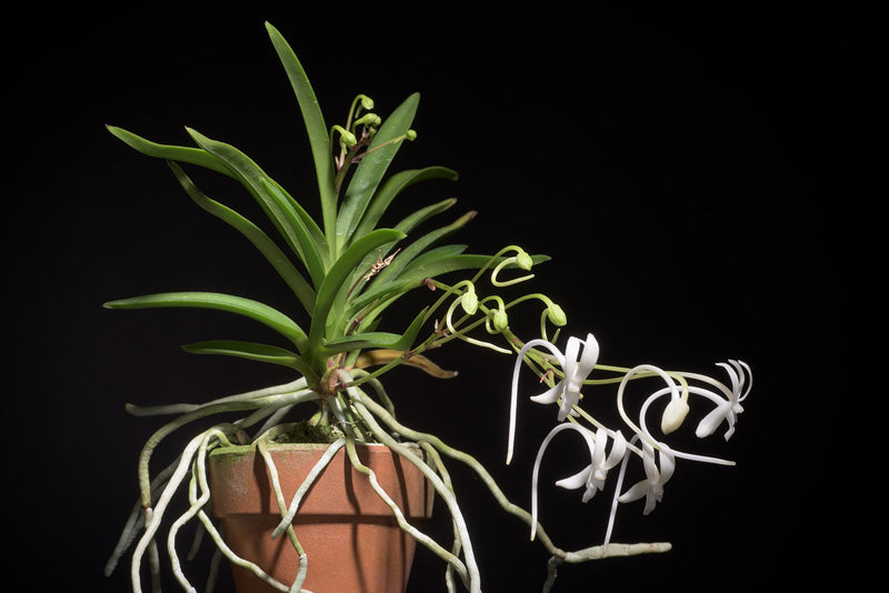 Vanda-Orchidee als grüne Staude mit weissen Blüten im Tontopf gewachsen