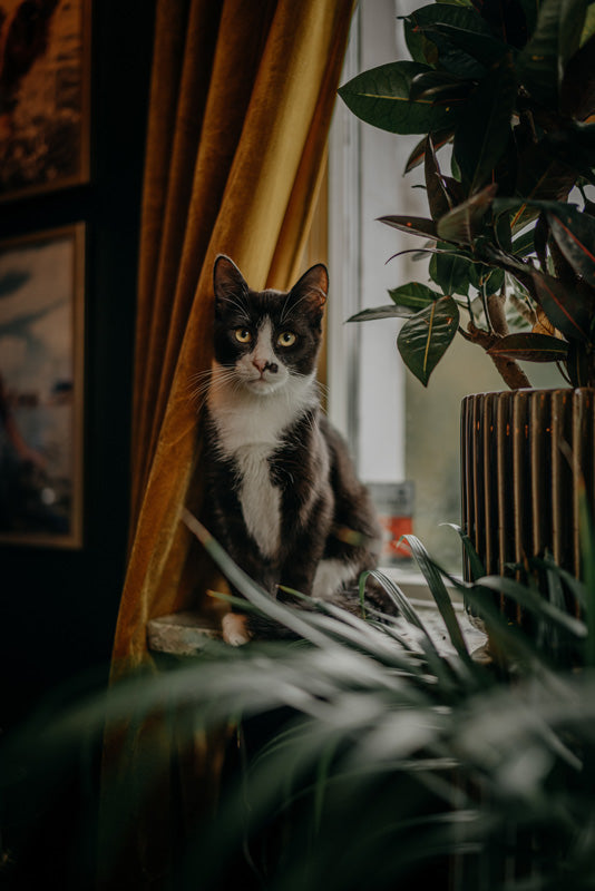 Schwarzweisse Katze auf Fensterbrett vor einem Vorhang, vor und neben ihr verschiedene Pflanzen