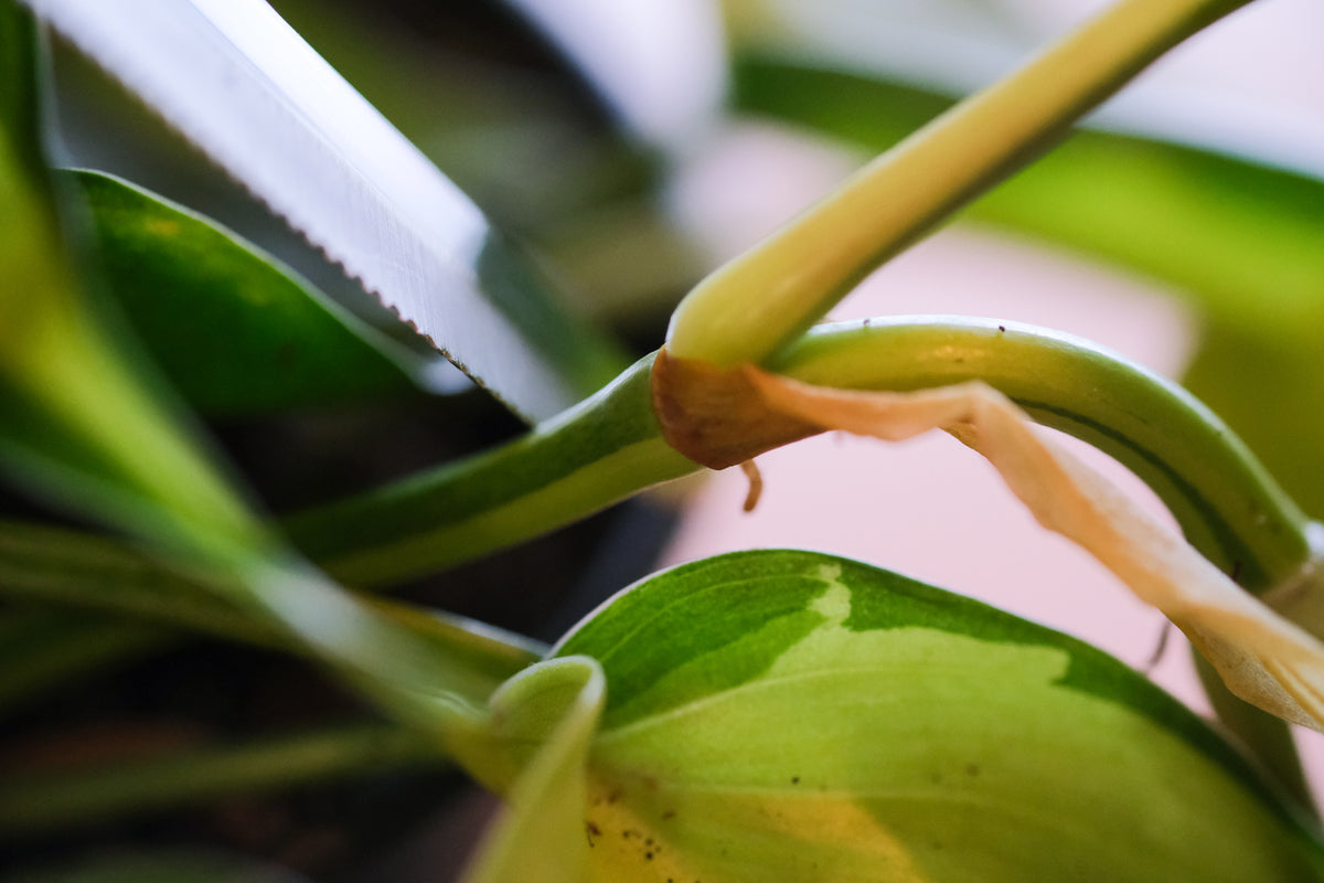 Triebknoten am Philodendron