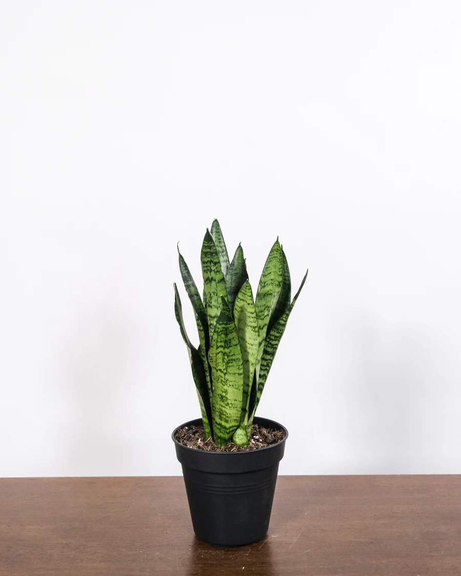 Eine Sansevieria (Schwiegermutterzunge) ohne Übertopf