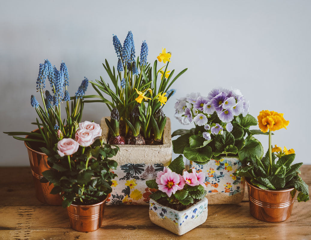 Blaue, gelbe und orange Blumen und Rosen in Keramik- und Kupfertöpfen