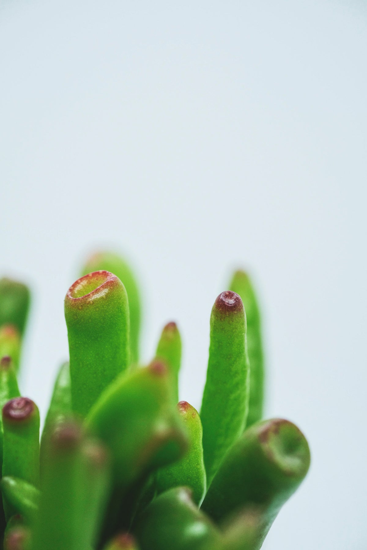 Crassula ovata gollum