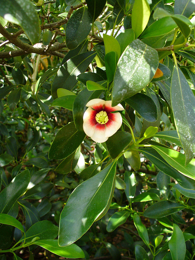 Clusia lanceolata mit weisser Blüte mit rotem innerem Rand