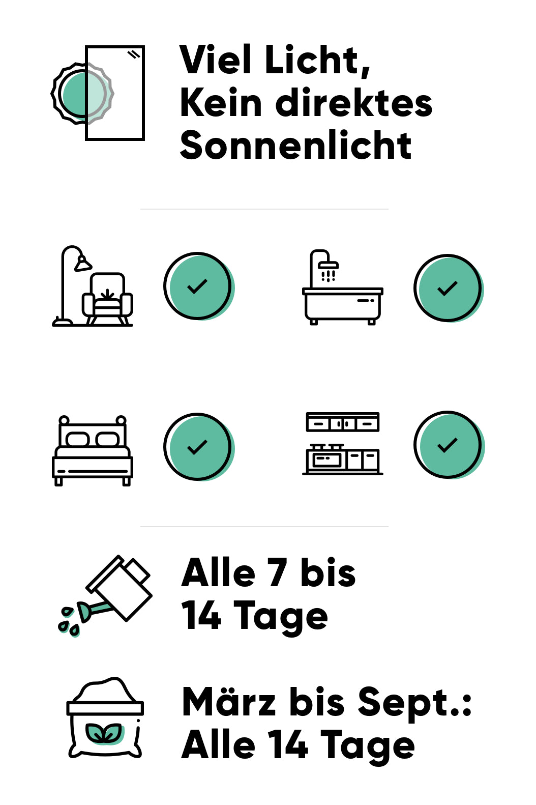 Pflege der Zimmertanne: hell mit viel Licht, alle 7-14 Tage giessen, im Frühling und Sommer alle 14 Tage düngen