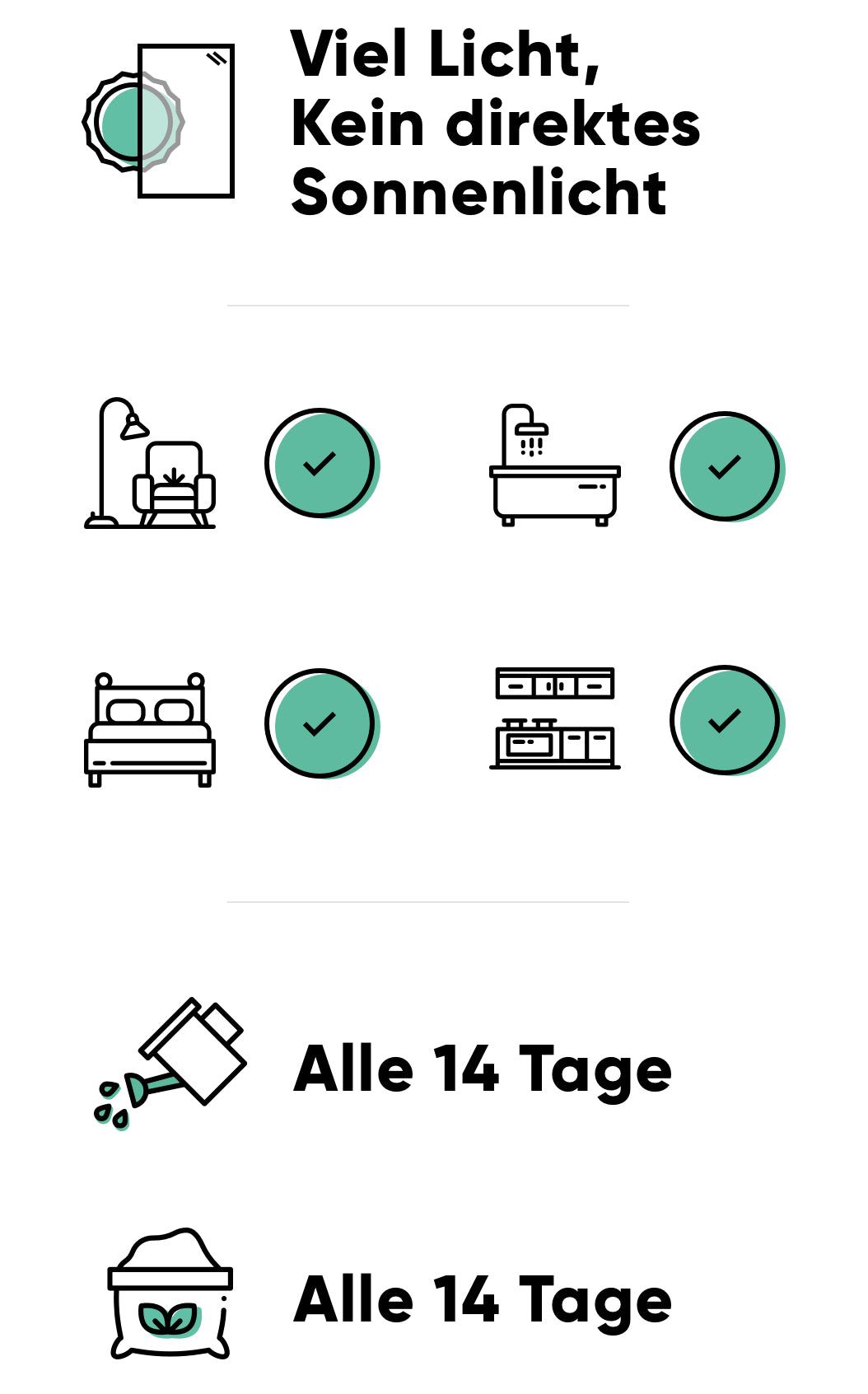 Pflege der Geigenfeige: viel Licht ohne direktes Sonnenlicht, alle 14 Tage giessen, alle 14 Tage düngen