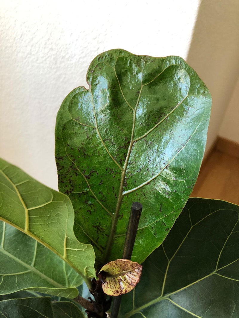 Spuren der Weichhautmilbe auf einem Blatt der Geigenfeige, sichtbar als schwarze Punkte und kleine Hügel