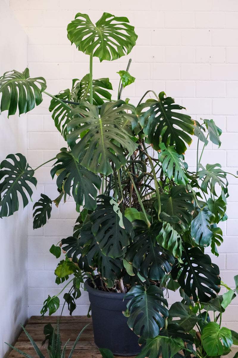 Riesige Monstera deliciosa im feey-Büro