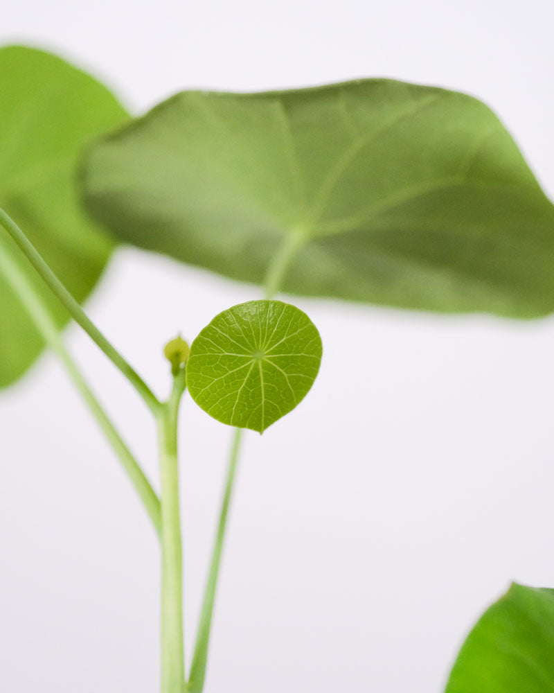 Kleines Blatt der Stephania erecta, dahinter ältere Blätter