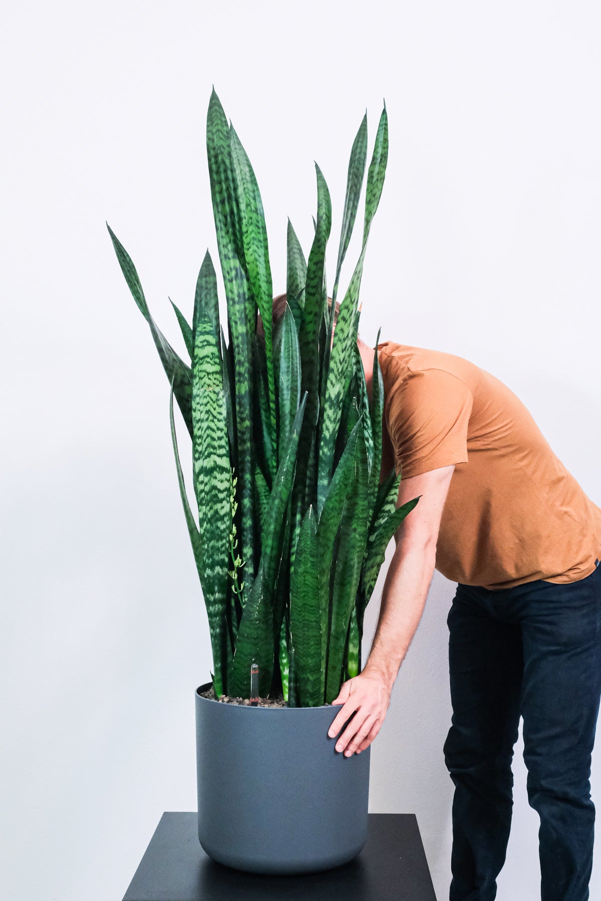 Grüne Sansevieria XXL in anthrazitfarbenem Topf auf niedrigem Tisch, neben einem Mann, dessen Gesicht von den Blättern verdeckt wird