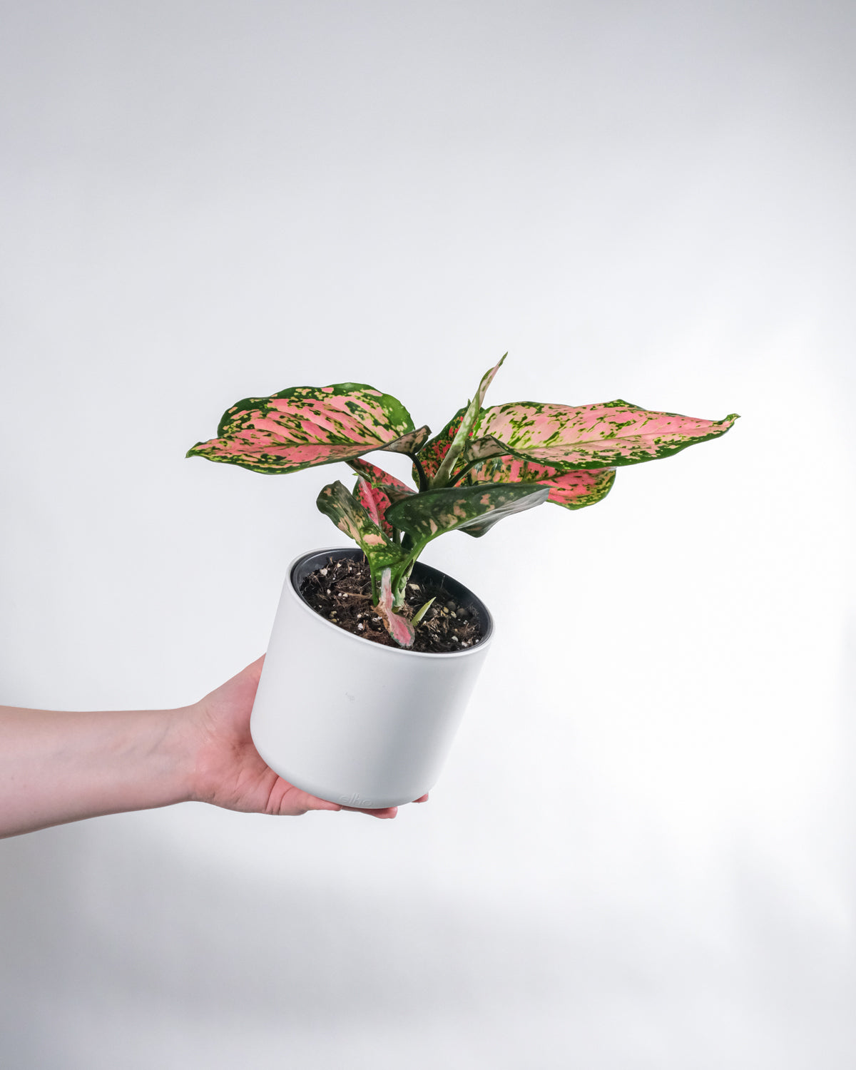 Aglaonema Spotted Star