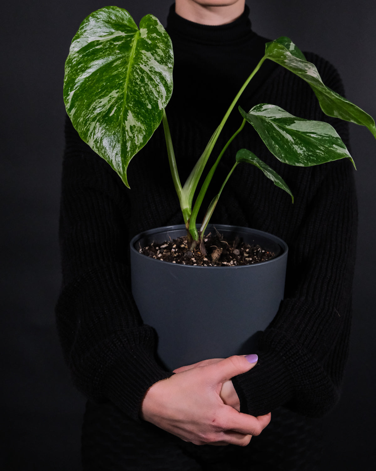 Monstera deliciosa variegata in anthrazitfarbenem Topf