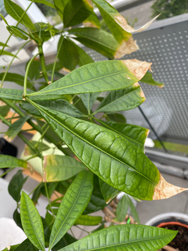 Pachira mit grossflächig braunen Blattspitzen