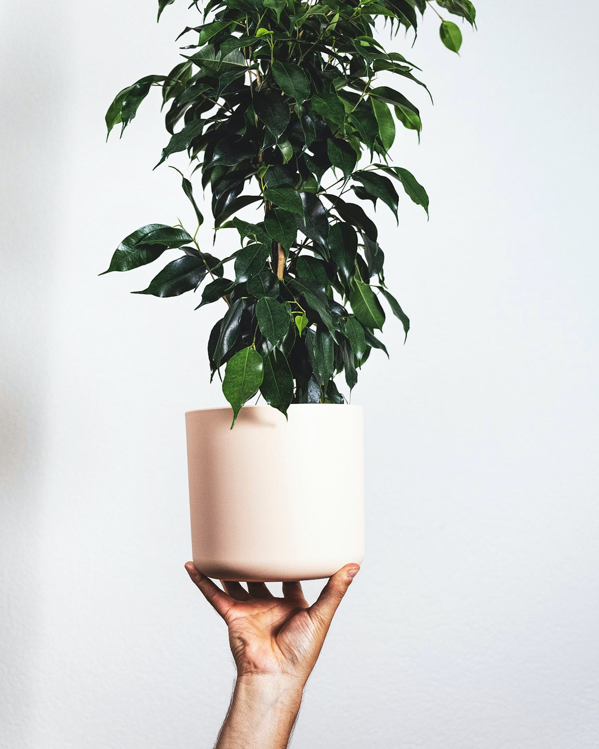 Ficus benjamina, hochgehalten von einer Hand