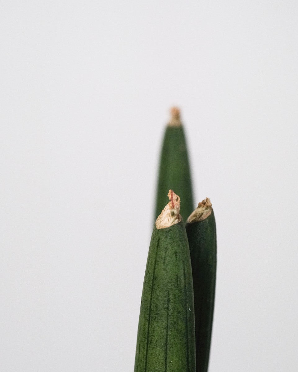 Drei grüne Blätter der Sansevieria 'Straight' mit braunen Spitzen