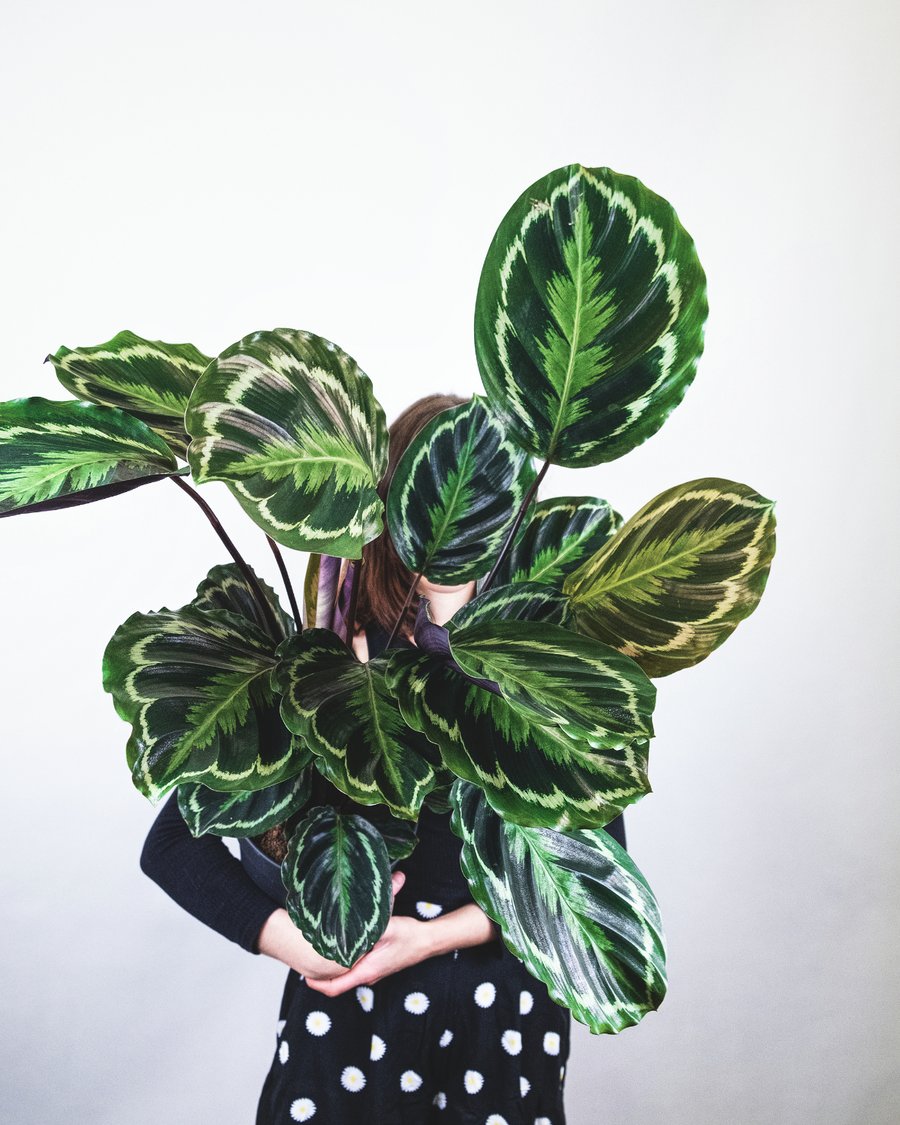 Grosse Calathea Roseopicta mit pink-violetten Blattunterseiten