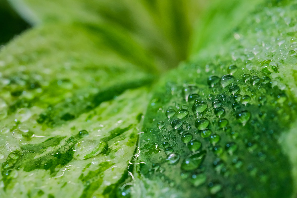 Wassertropfen auf grünen Pflanzenteilen