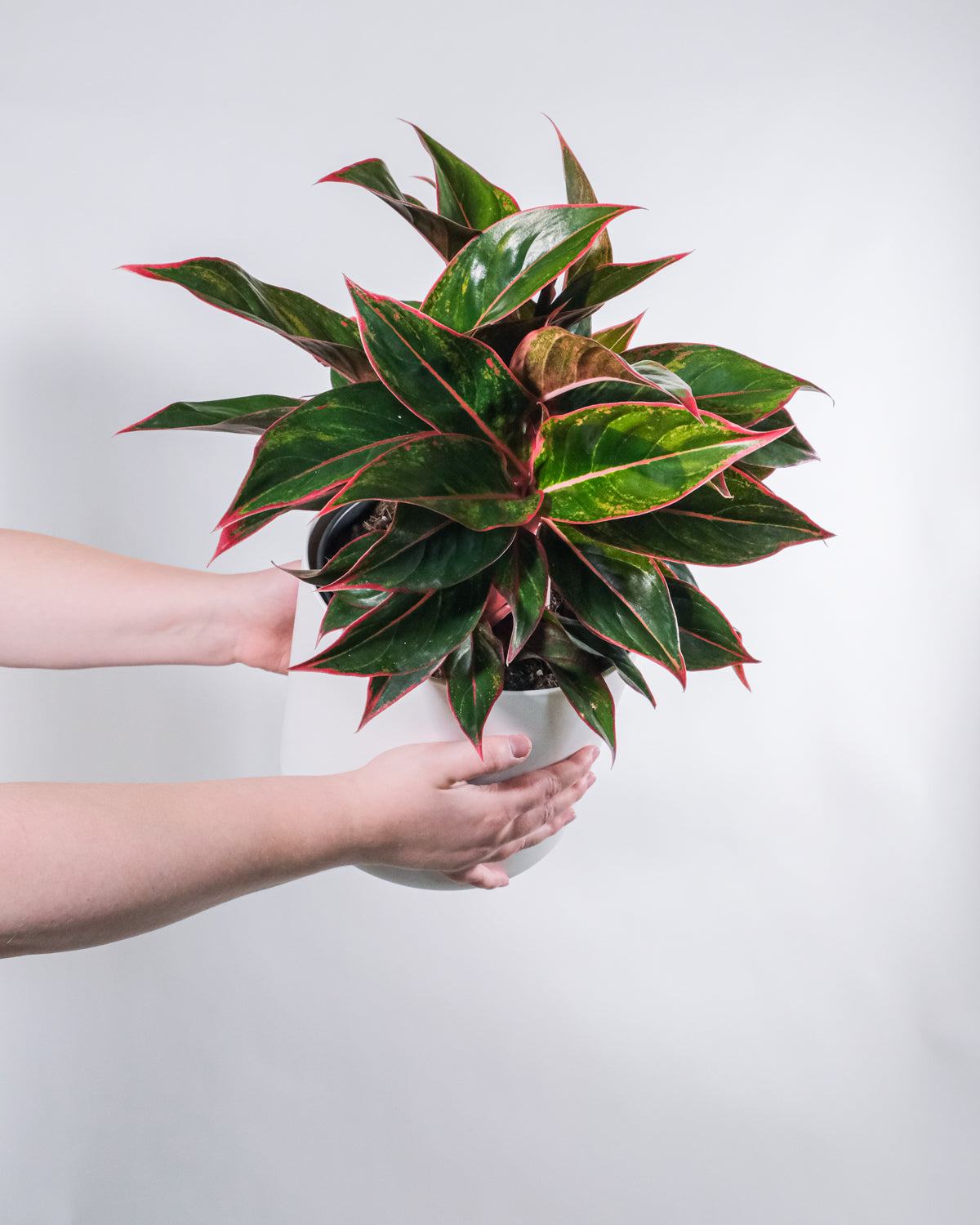 Grosse Aglaonema Jungle Red in weissem Topf