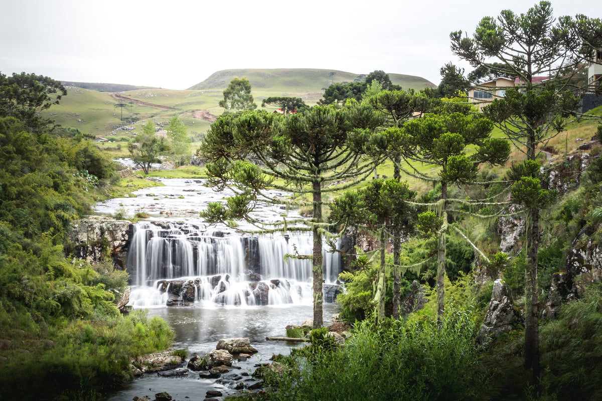 Brasilianische Araukarie (Araucaria angustifolia) an einem breiten Fluss mit kleinem Wasserfall