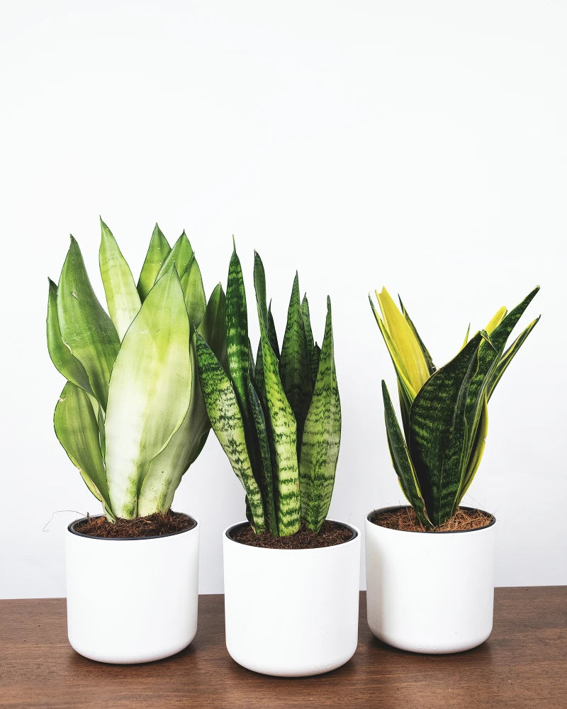 Sansevieria Trio in weissen Töpfen