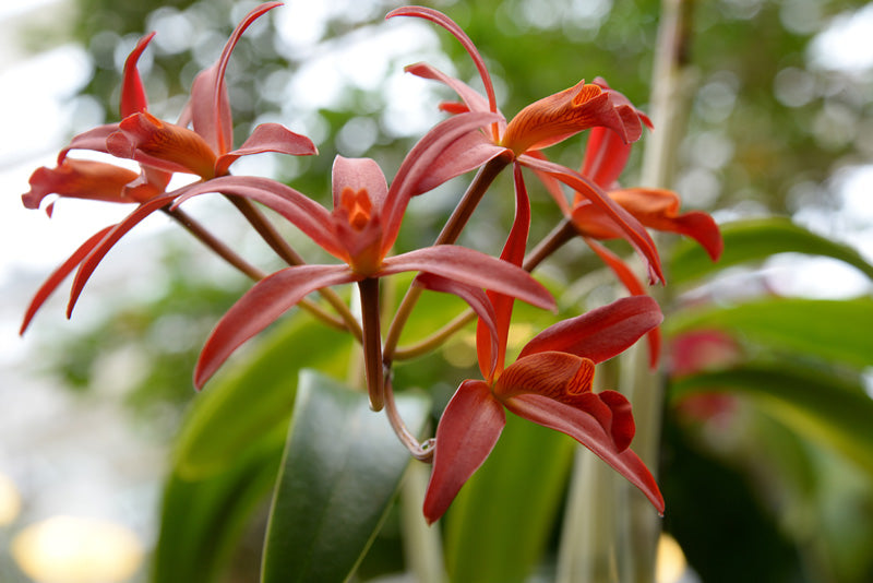 Cattleya mit mehreren Blüten mit roten, fingerartigen Blütenblättern