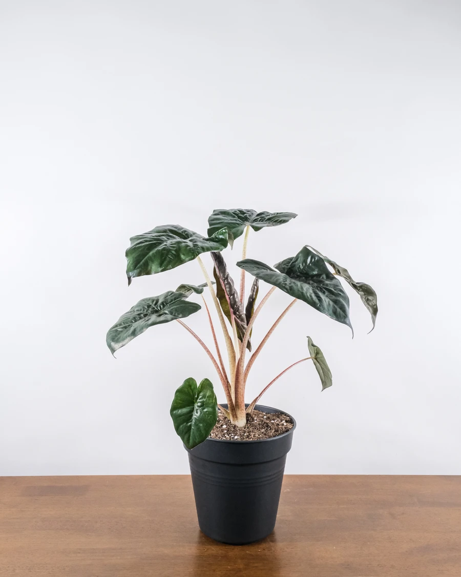 Eine Alocasia 'Yucatan Princess' ohne Übertopf